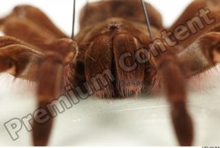 Theraphosa blondi 0026